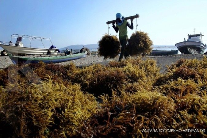 Petani rumput laut terpapar kemarau panjang 