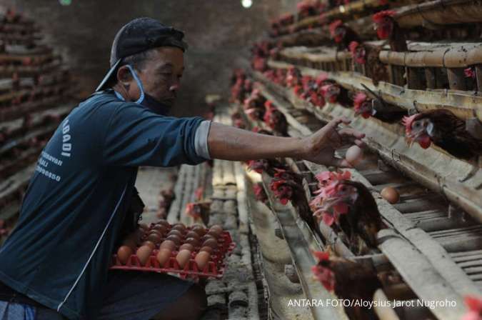 Keran Ekspor Ayam dari Malaysia ke Singapura Ditutup, Peluang Bagus Bagi Indonesia