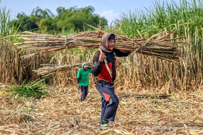 AGI Nilai Kondisi Produksi Gula Tahun Ini Masih Menantang, Ini Penghambatnya