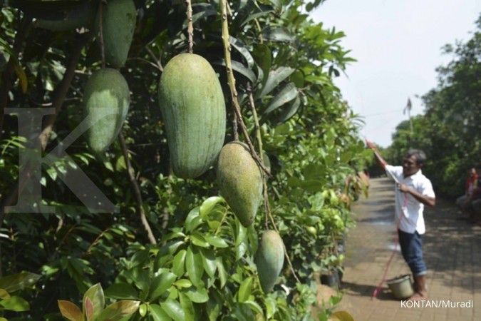 Bibit Tanaman yang Cocok Ditanam untuk Tabulampot