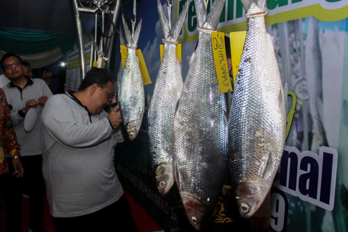 KKP sebut investasi di sektor kelautan dan perikanan melambat, ini penyebabnya