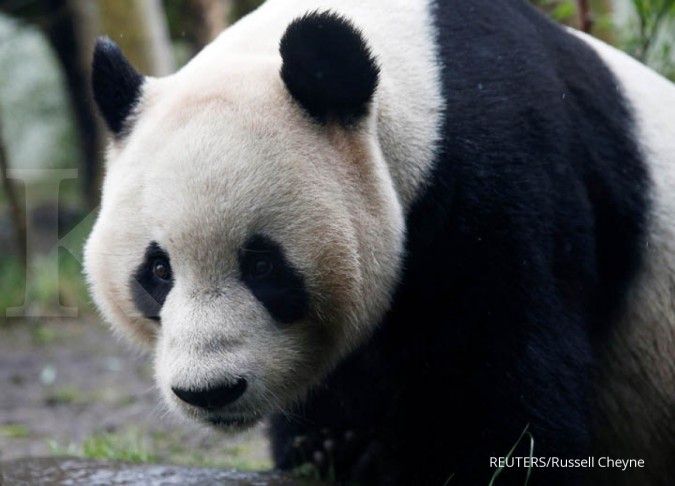 Jokowi-Xi Jinping akan meresmikan panda raksasa