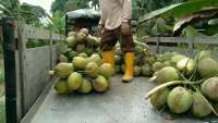 Ekspor Kelapa Bulat Melonjak 143%, Kemendag Pastikan Pasokan Industri Hilir Aman