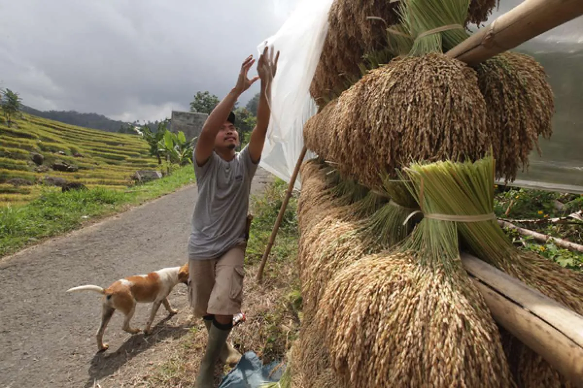 Sejumlah Sentra Produksi Beras Sudah Mulai Panen Perdana di Awal Tahun 2023