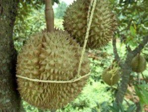 Durian montong oranye: Dagingnya legit, pohonnya tahan hama (1)