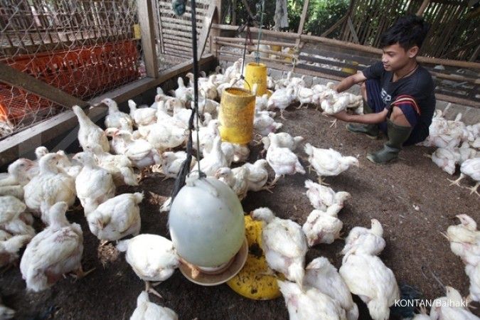 Wacana impor daging ayam dari Brasil dinilai bisa rugikan peternak kecil