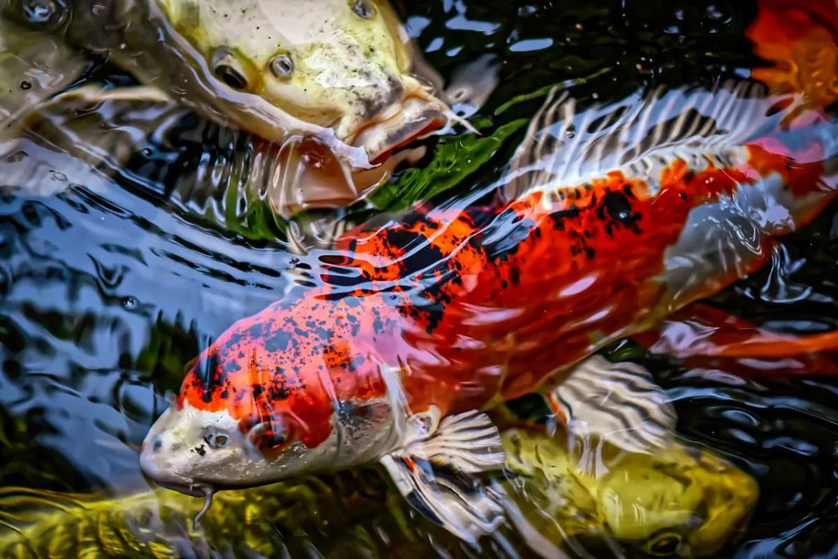 Begini cara merawat ikan koi dan menanggulangi hama