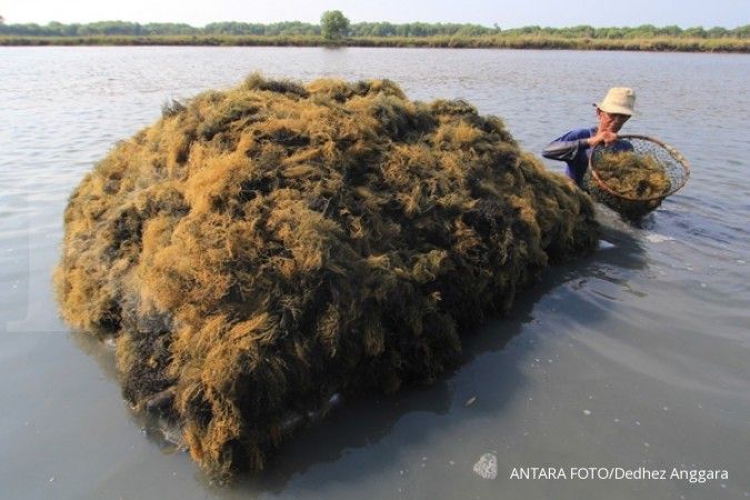 Rumput laut masuk dalam rantai pasok global