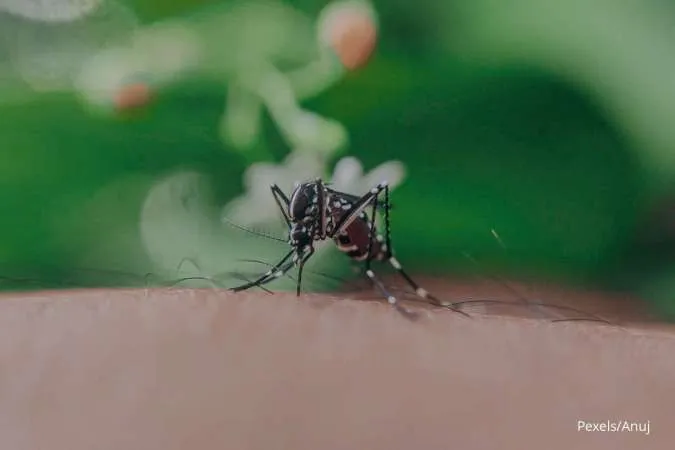 Gunakan Bawang dan Serai, Ini Cara Mengusir Nyamuk di Kamar