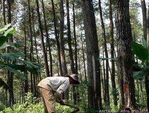 Produk Kehutanan Masih akan Dilindungi