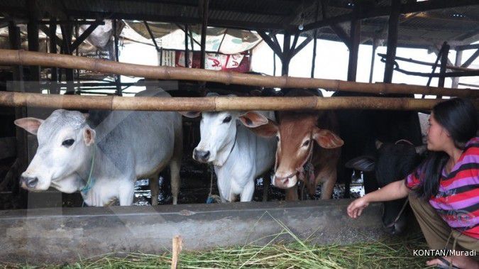 Great Giant Livestock akan impor sapi 2.685 ekor