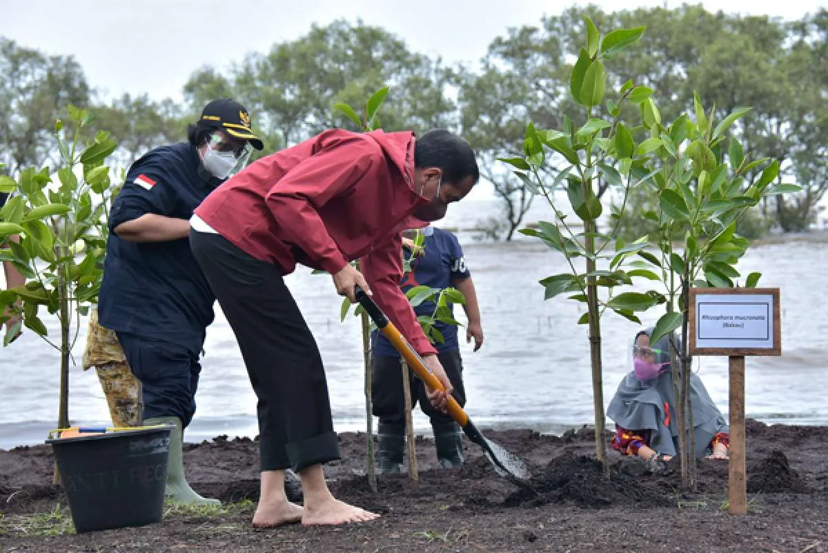 Jokowi targetkan rehabilitasi mangrove sebanyak 34 ribu hektare