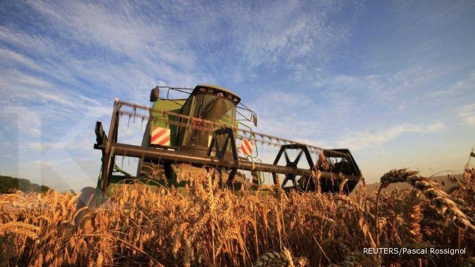 Pasokan gandum Australia dan AS makin berlimpah