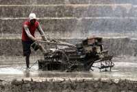 Tak Cukup Cetak Sawah, Papua Perlu Perkuat Hilirisasi Pangan Lokal