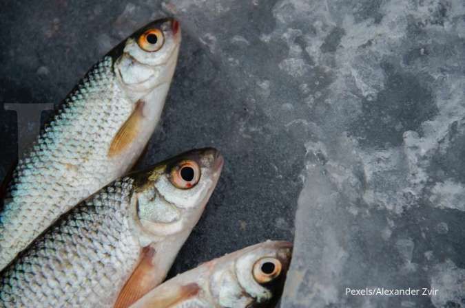 Bahaya Memberi Makan Tulang Ikan pada Kucing
