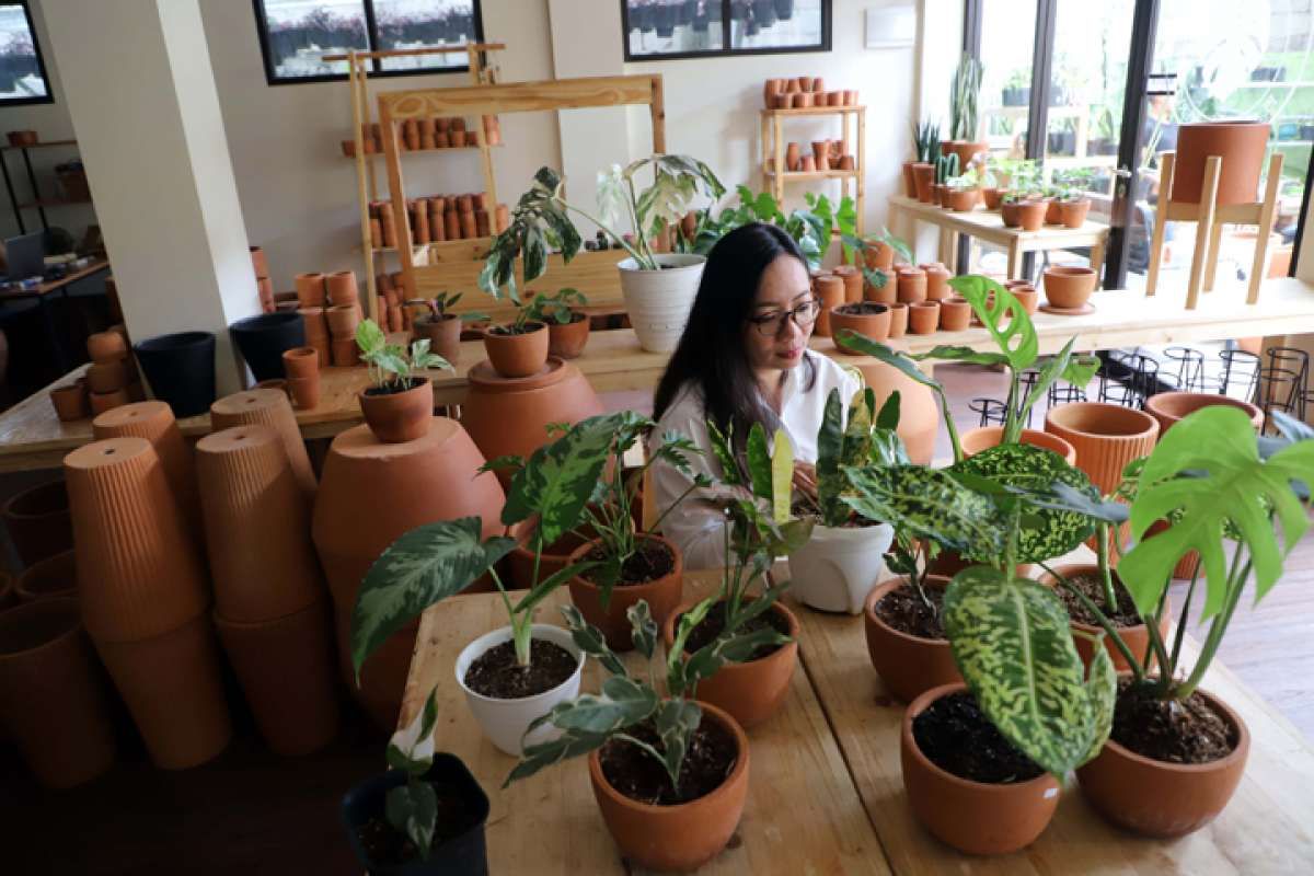  Tanamlah Monstera Bila Ingin Sejahtera