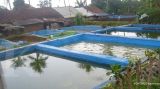 Apakah Kolam Lele Perlu Aerator Saat Musim Hujan? Simak Penjelasannya