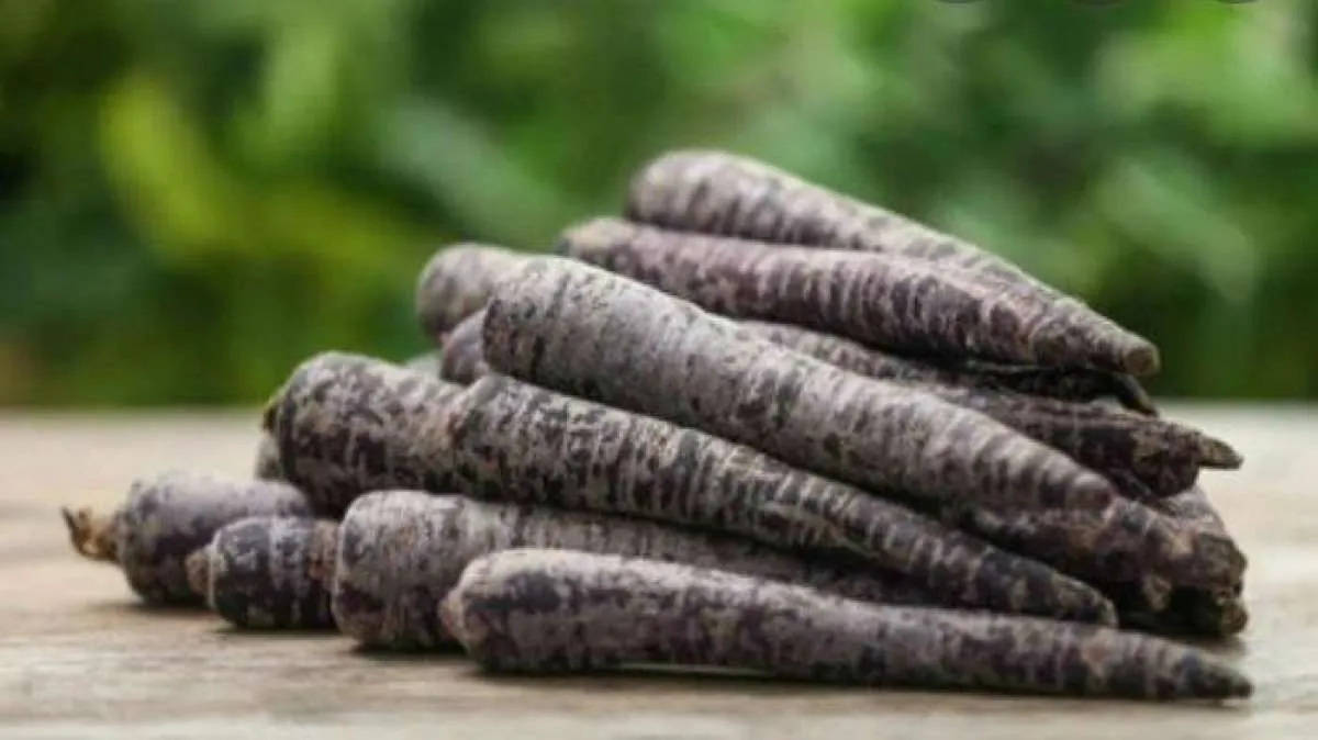 Jarang Ditemui! 5 Manfaat Wortel Hitam untuk Kesehatan, Bisa Menurunkan Gula Darah