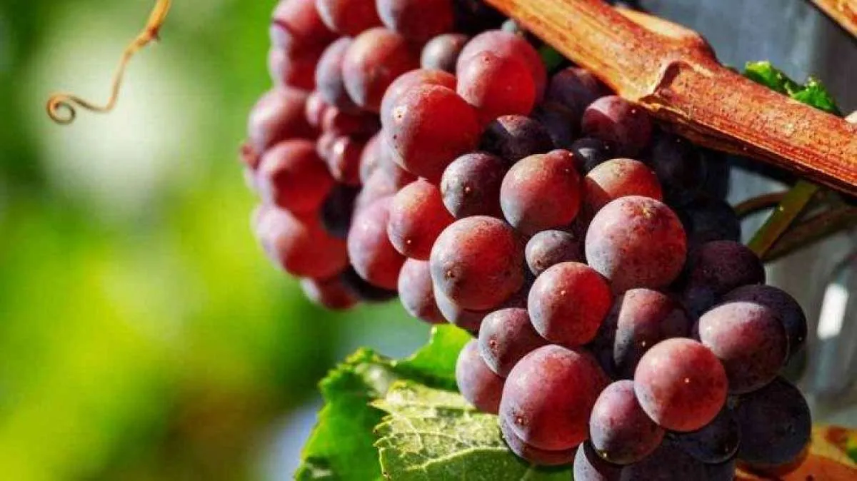 6 Manfaat Buah Anggur Untuk Kesehatan Tubuh yang Terbukti Klinis, Yuk Cek!