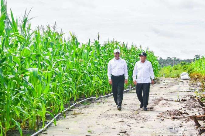 Food Estate Seluas 600 Hektar di Kalteng Bakal Ditanami Jagung