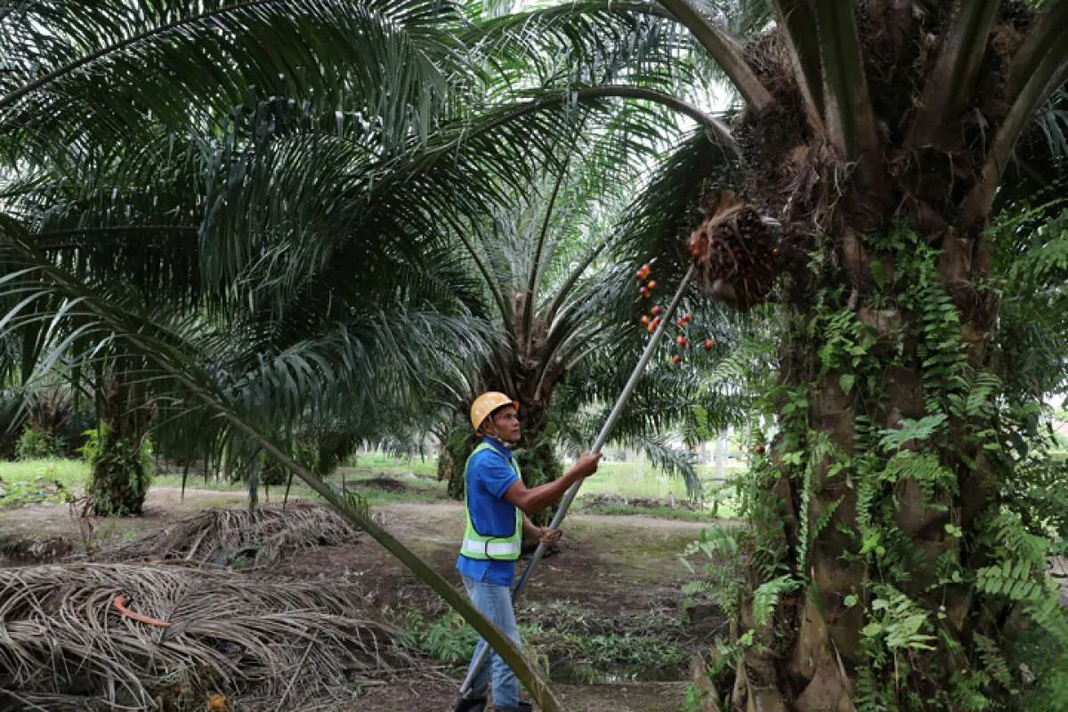 Amerika Serikat melarang impor minyak sawit dari Sime Darby Malaysia
