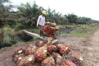 Cisadane Sawit Raya (CSRA) Anggarkan Capex hingga Rp 250 Miliar, untuk Apa Saja?