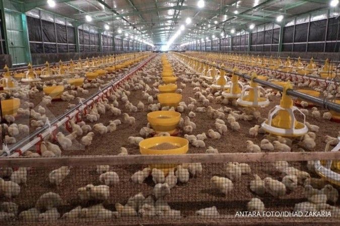 Emiten Poultry Berpeluang Ekspor ke Singapura, Cermati Rekomendasi CPIN, JPFA & MAIN