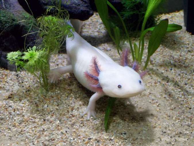 Mengenal Axolotl, Amfibi Unik Asal Meksiko yang Selalu Tersenyum