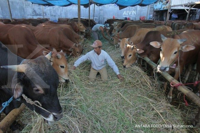 Kemtan siapkan asuransi 50.000 sapi indukan impor