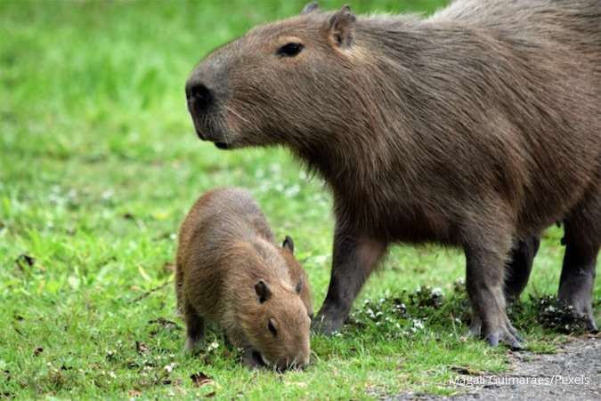 Mengenal Hewan Vertebrata dan Avertebrata, Ciri-Ciri, dan Contoh Hewannya