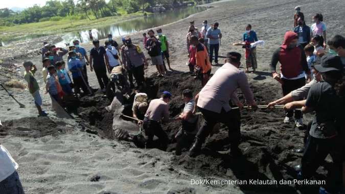 Hiu Paus Terdampar di Klungkung, KKP Tangani dan Edukasi Warga