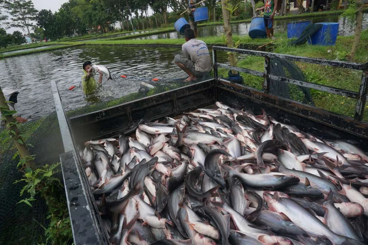Dapat stimulus Rp 30 miliar, Perum Perindo serap 1.500 ton ikan nelayan