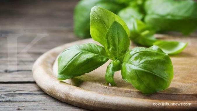 Kaya antioksidan, inilah 4 manfaat daun kemangi