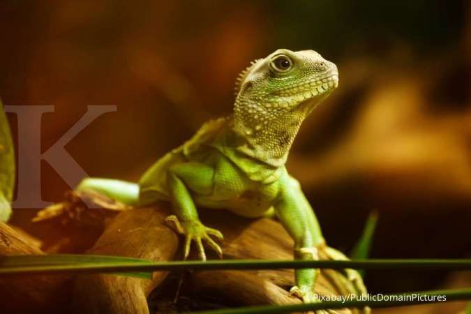 Tak Usah Bingung, Begini Cara Mudah Merawat Reptil di Rumah