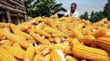 Penurunan harga jagung tidak memangkas harga pakan