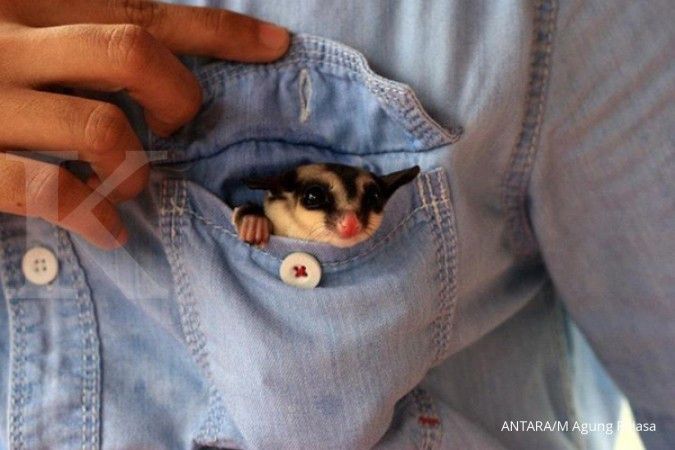 Bahaya Penularan Leptospirosis dari Sugar Glider yang Harus Diwaspadai