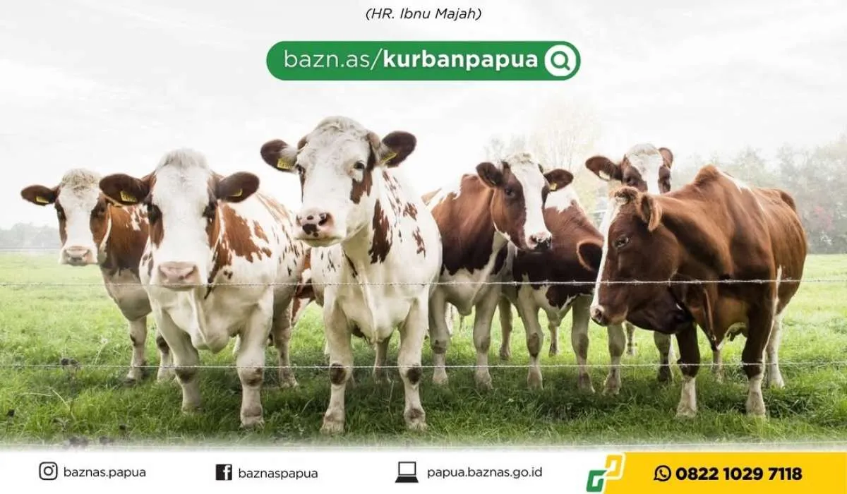 Harga Kambing dan Sapi Kurban di Provinsi Papua Tahun 2025, Termurah Rp 2,65 Juta