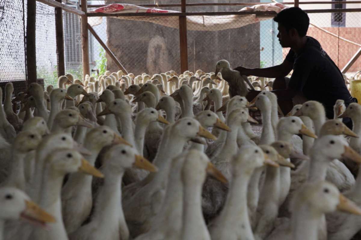 Penjualan bebek hibrida