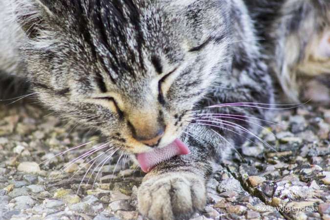 Terganggu Bau Badan Kucing Tidak Sedap? Ini 5 Kemungkinan Sumber Baunya