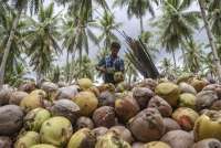 Asosiasi Petani Kelapa Dukung Hilirisasi Kelapa oleh Investor China di Morowali