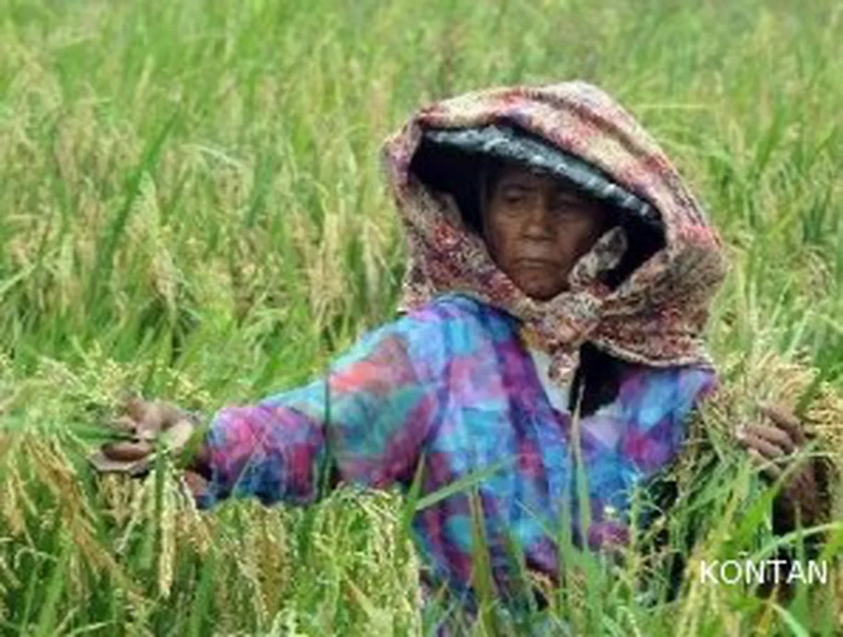 Pemerintah usulkan tambahan anggaran ketahanan pangan