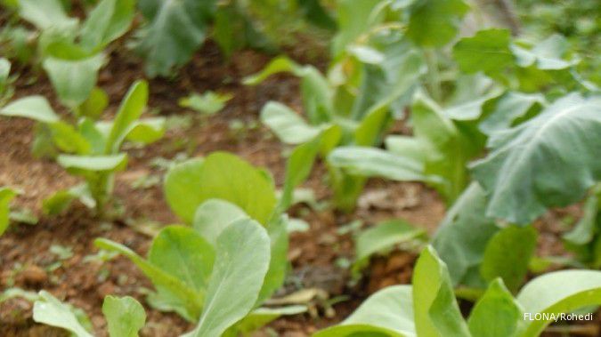 Dapat Mengontrol Tekanan Darah, Salah Satu Manfaat Mengonsumsi Pakcoy