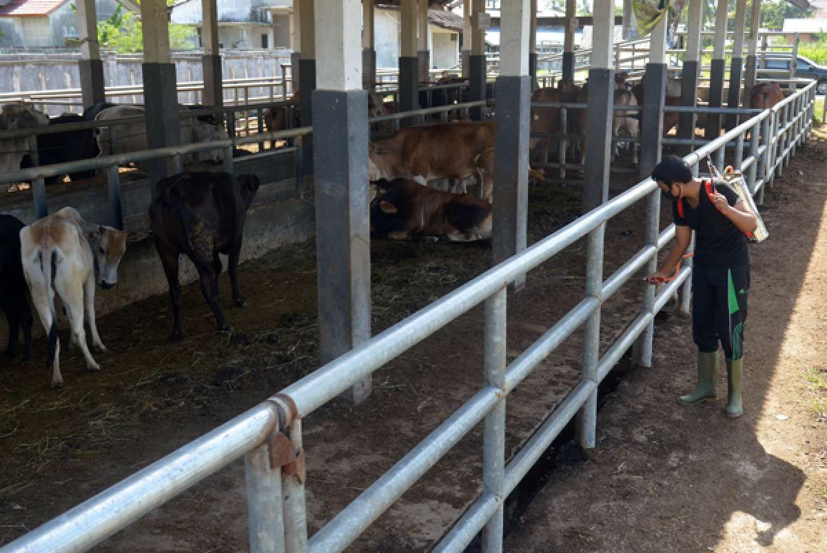 Indonesia Lawmakers Call for Push to Curb Spread of Foot and Mouth Disease