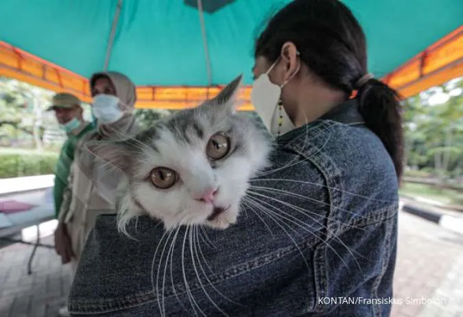 Kenali Ciri-ciri Kucing Rabies Sebelum Terlambat,Simak Penjelasannya Berikut Ini