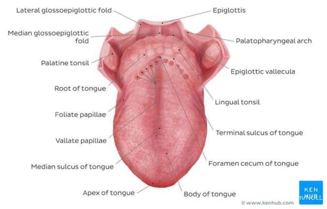 Anatomi lidah manusia