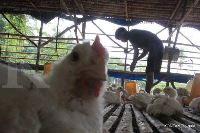 Harga ayam naik tapi tak menutup ongkos produksi