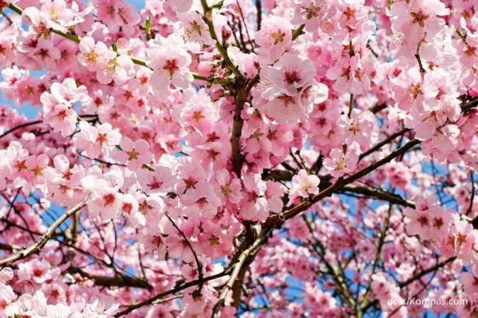 Ketahui 5 Manfaat Bunga Sakura untuk Wajah Pada Produk Skincare