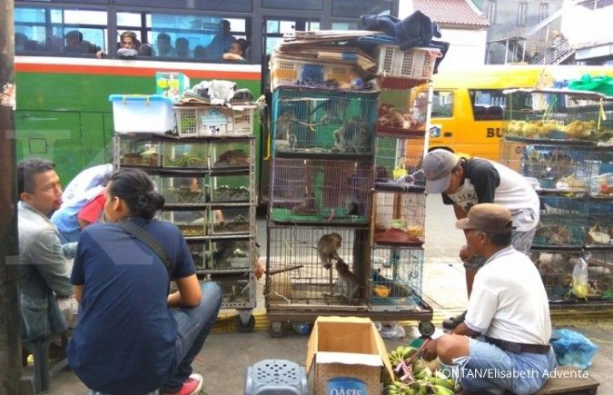 Melongok pasar perburuan penggemar binatang di Jakarta (2)