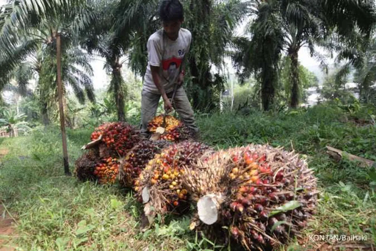 Hingga Oktober 2019, produksi CPO Indonesia tumbuh 11,26%