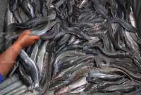 Viral bintik putih pada ikan lele disebut mengandung cacing, apakah benar? 